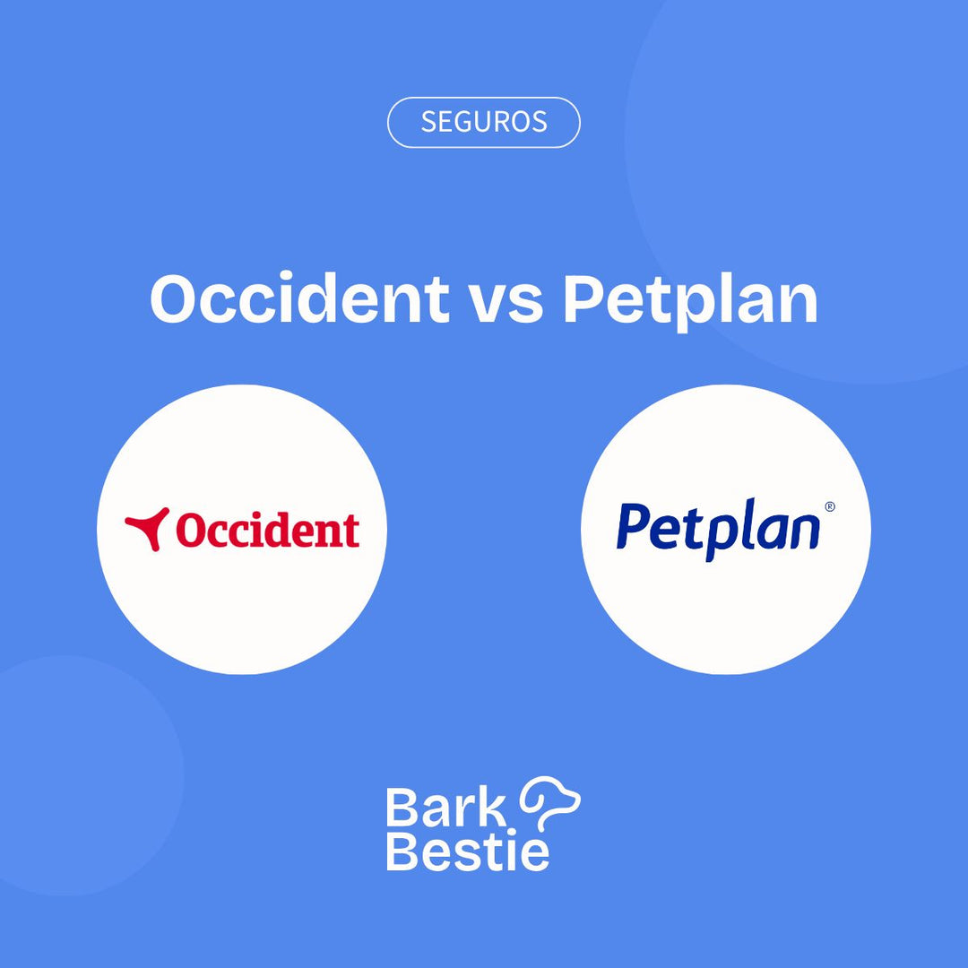 Occident vs Petplan | Comparativa seguros de perros | Bark Bestie