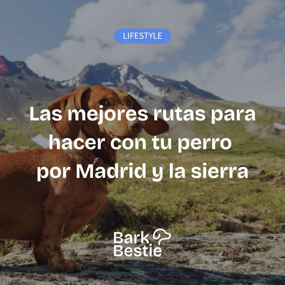 Las mejores rutas para hacer con tu perro por Madrid y la sierra | Bark Bestie