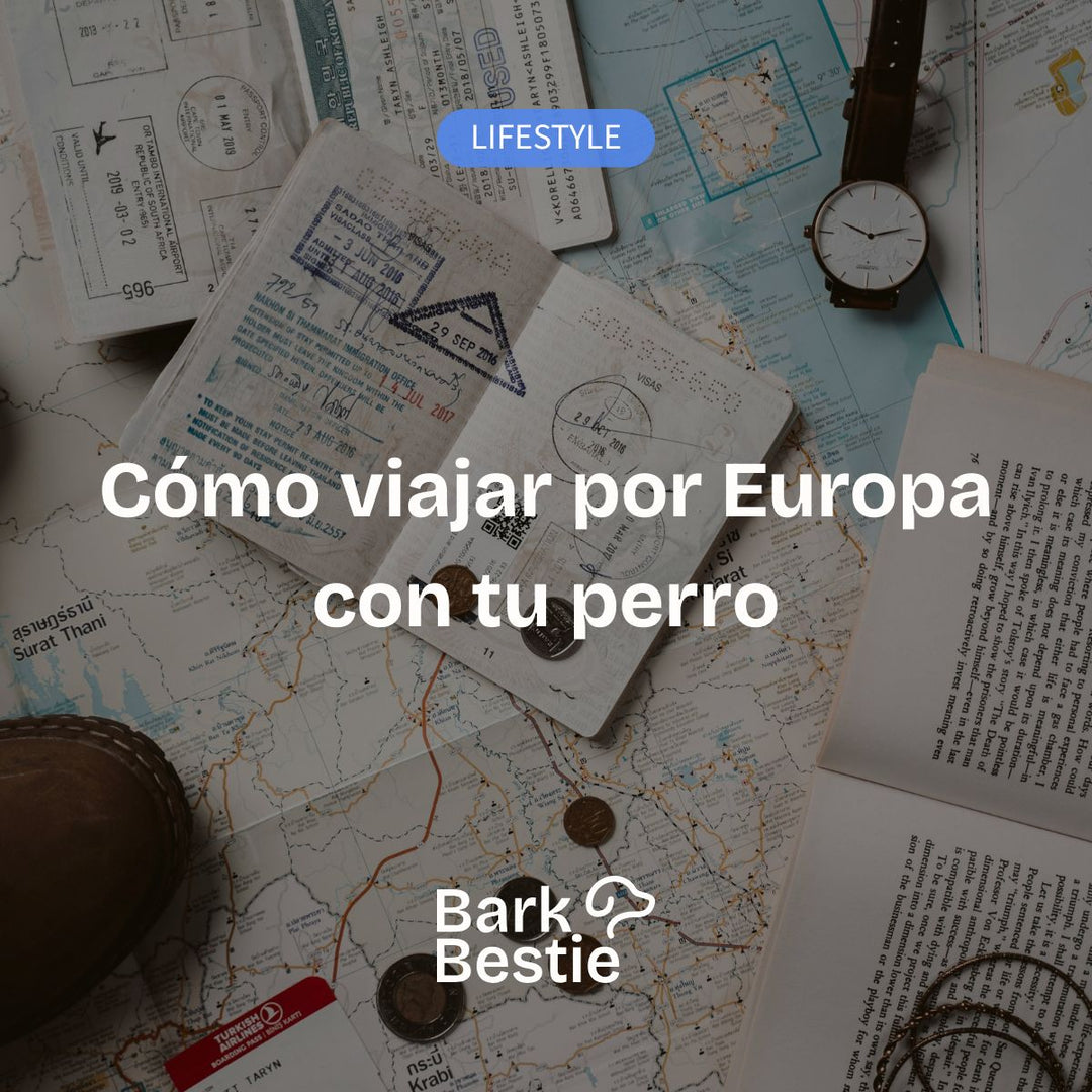 Cómo viajar por Europa con tu perro: documentación, países y consejos | Bark Bestie