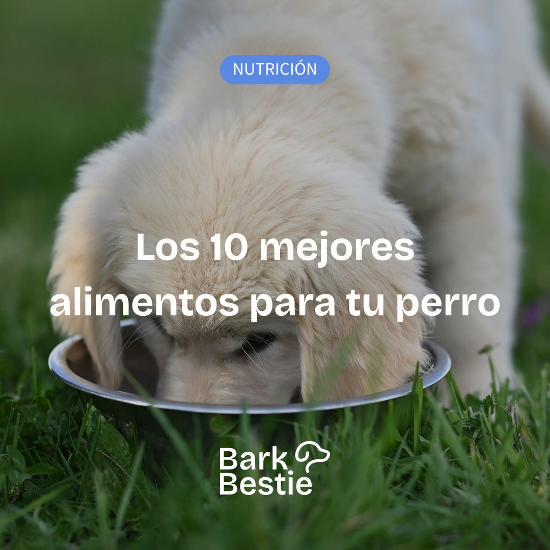 Los 10 mejores alimentos para tu perro | Bark Bestie