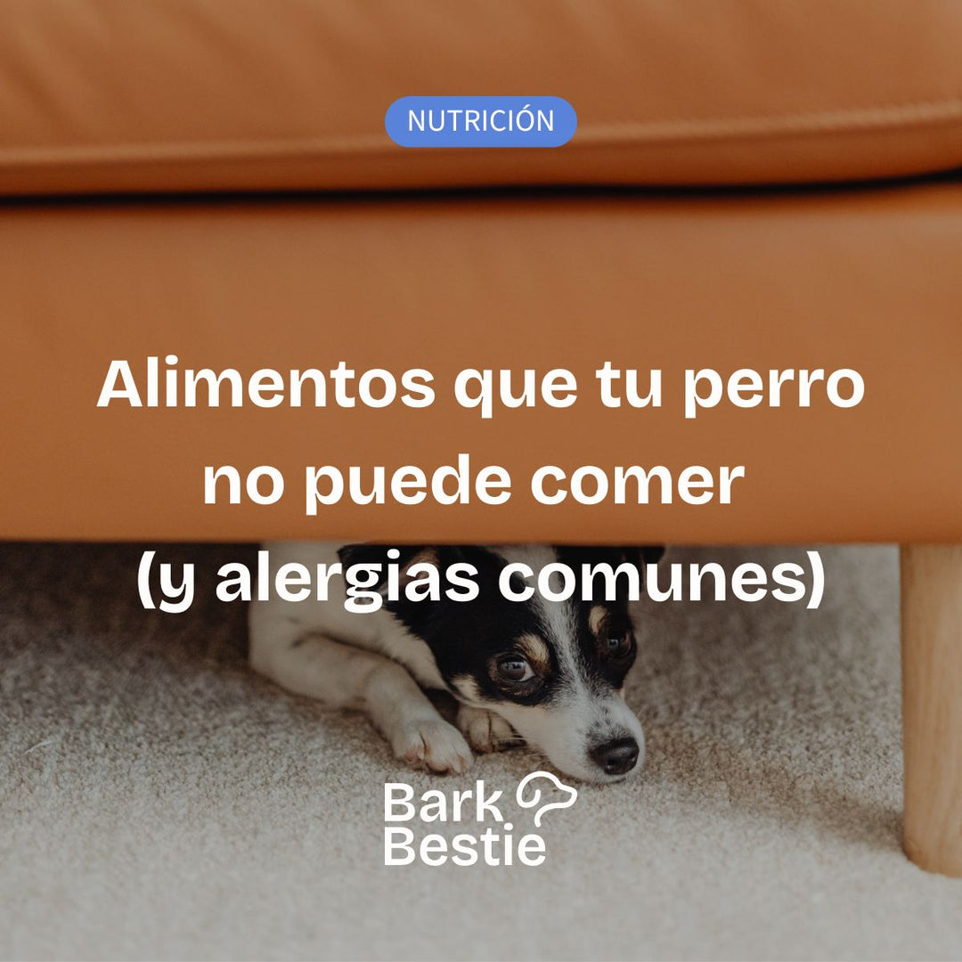 Alimentos que tu perro no puede comer (y alergias comunes) | Bark Bestie