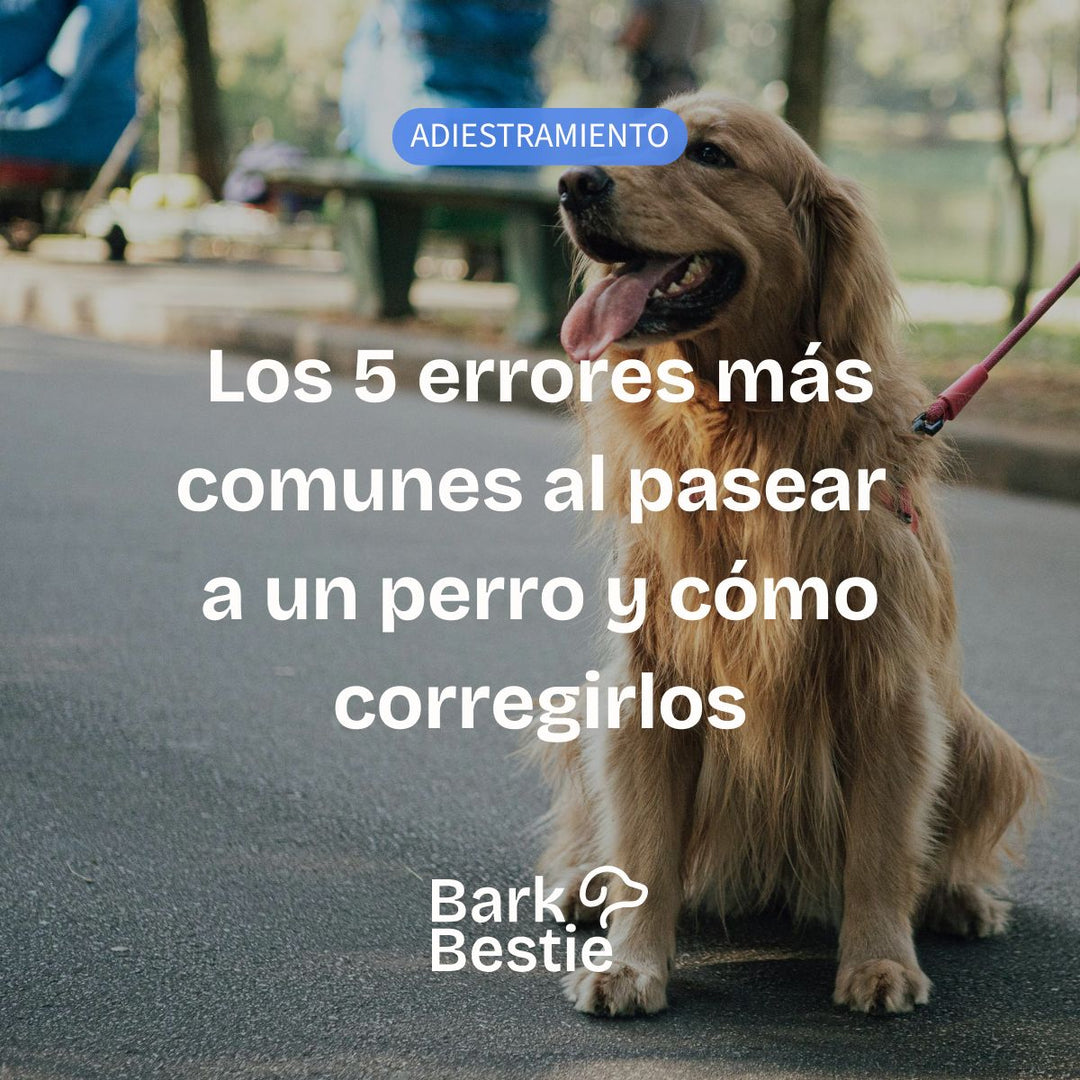 Los 5 errores más comunes al pasear a un perro (y cómo corregirlos) | Bark Bestie