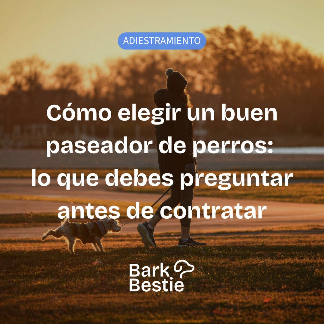 Cómo elegir un buen paseador de perros: lo que debes preguntar antes de contratar | Bark Bestie