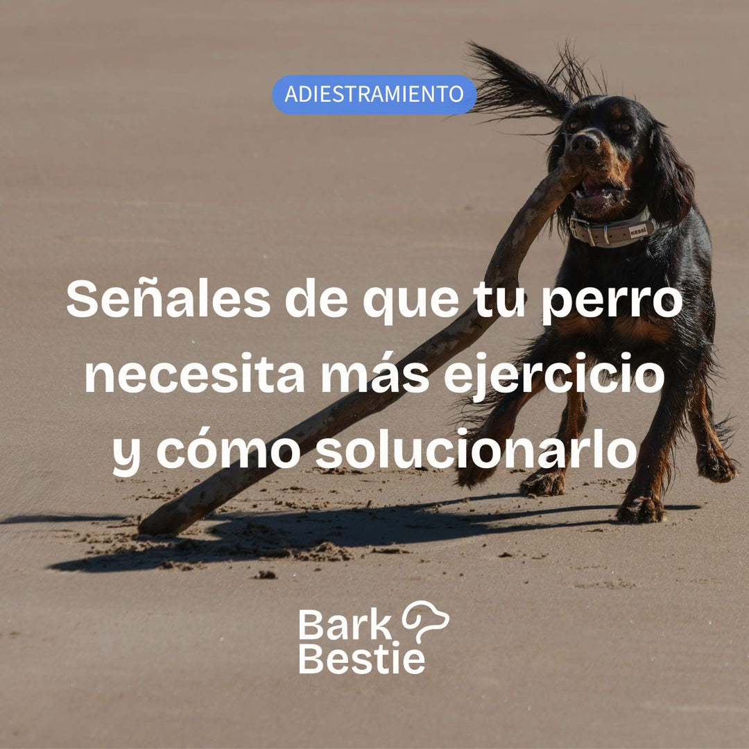 Señales de que tu perro necesita más ejercicio (y cómo solucionarlo) | Bark Bestie