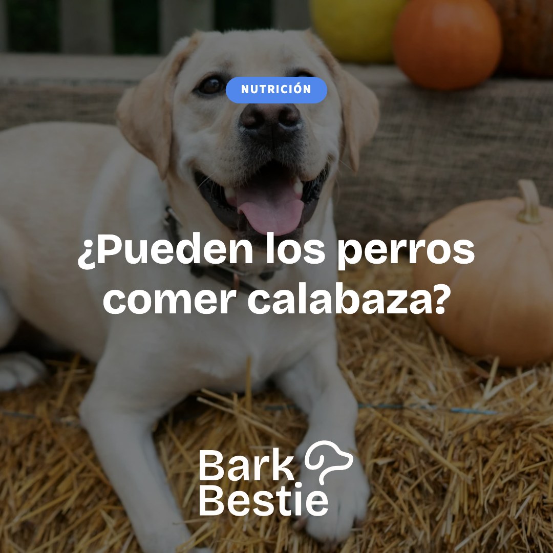 ¿Pueden los perros comer calabaza? Cómo dársela | Bark Bestie