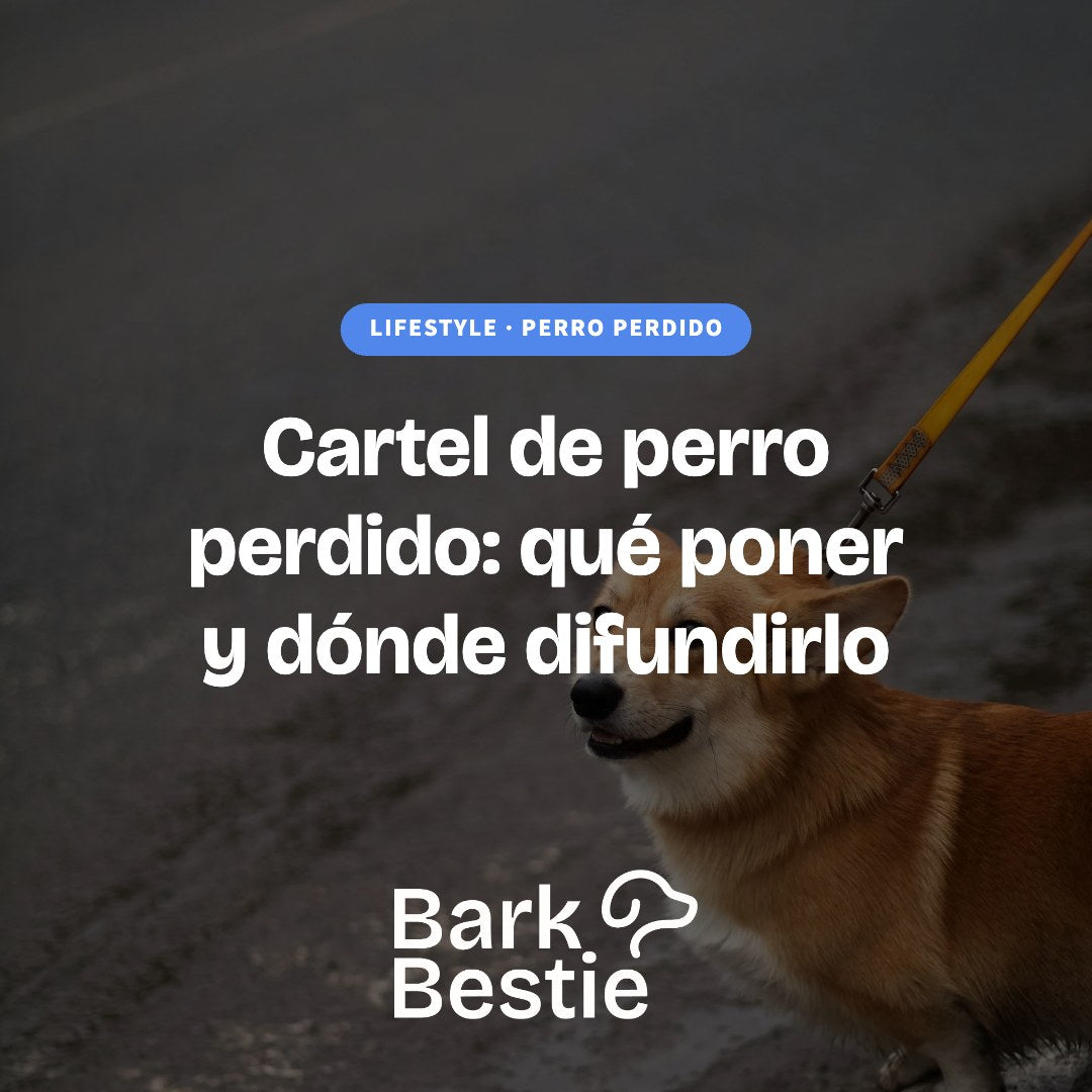 Cartel de perro perdido: qué poner y dónde difundirlo