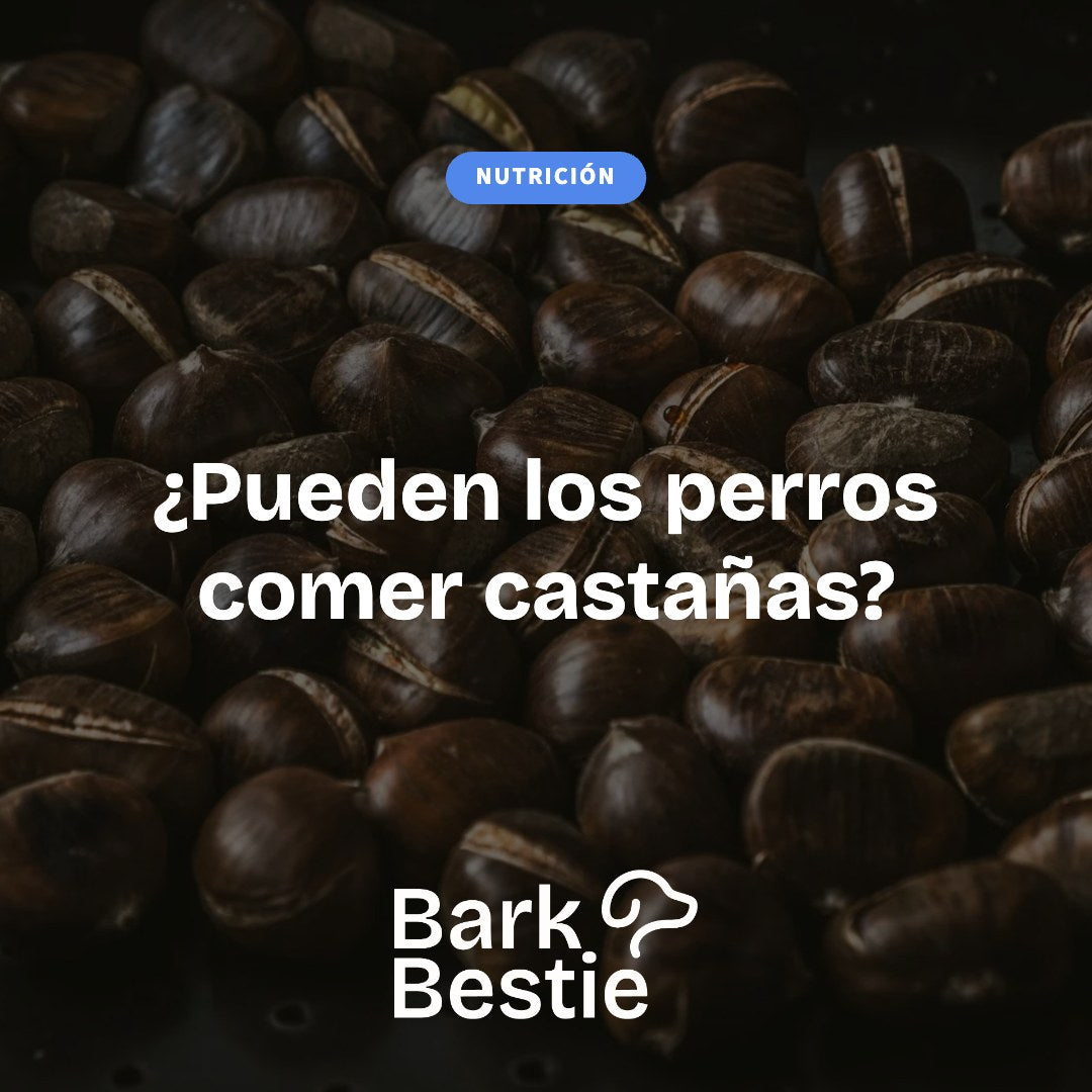¿Pueden los perros comer castañas?