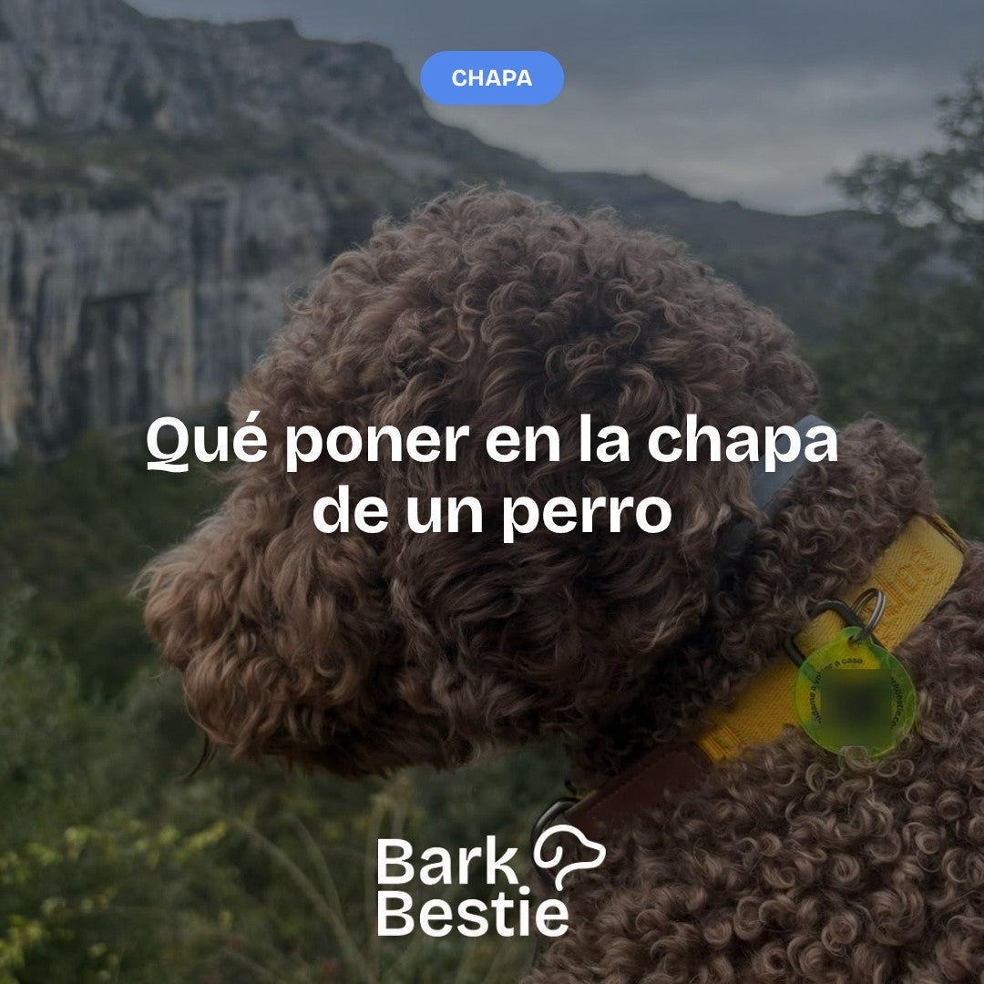 Brownie, un lagotto, con la chapa QR en el collar. Qué poner en la chapa de un perro