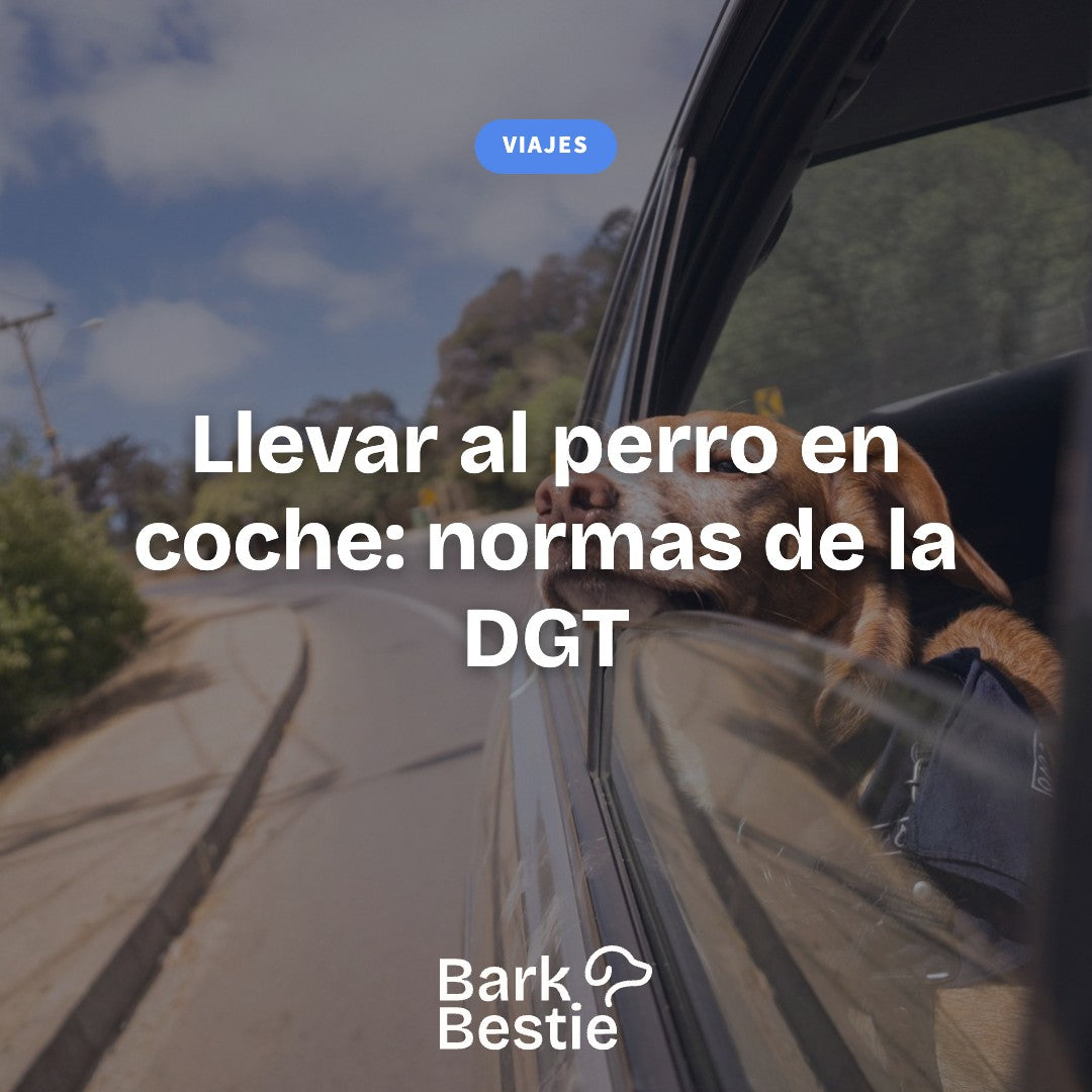 Llevar al perro en el coche: normas de la DGT