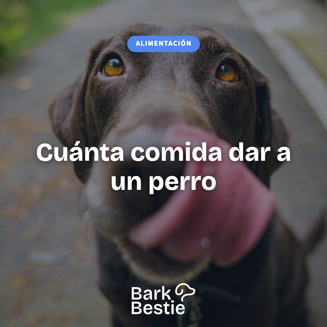 Cuánta comida dar a un perro