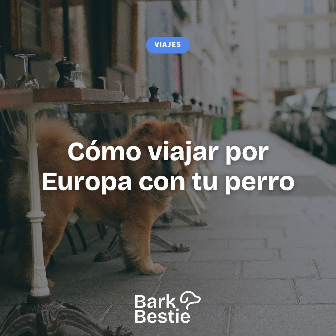 Cómo viajar por Europa con tu perro