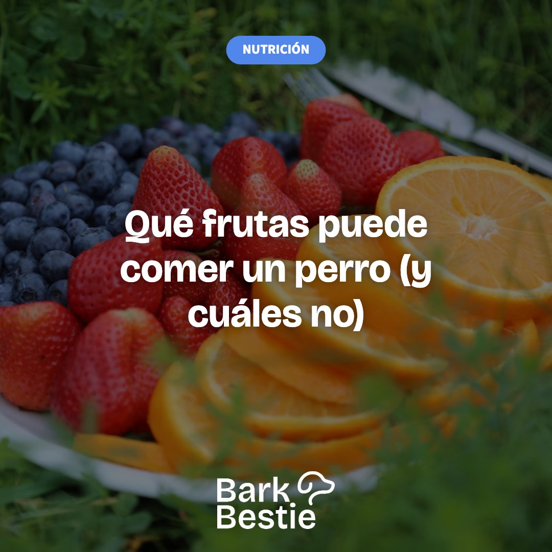 Qué frutas puede comer un perro (y cuáles no)