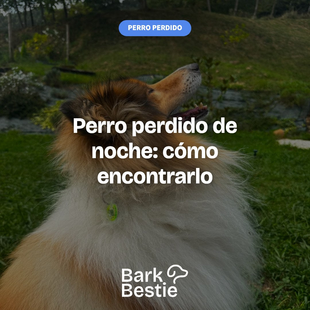 Perro perdido de noche: cómo encontrarlo
