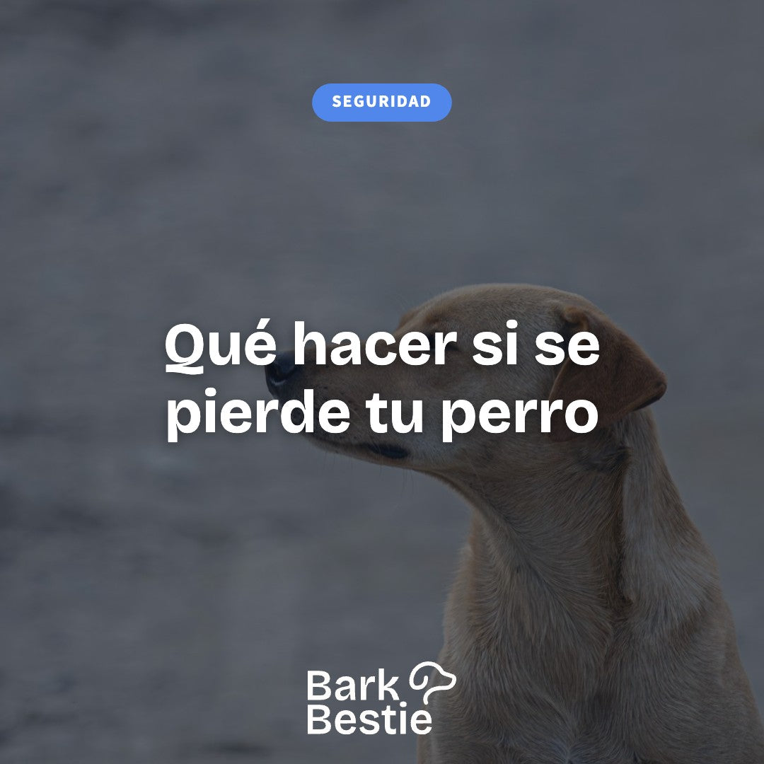 Qué hacer si se pierde tu perro