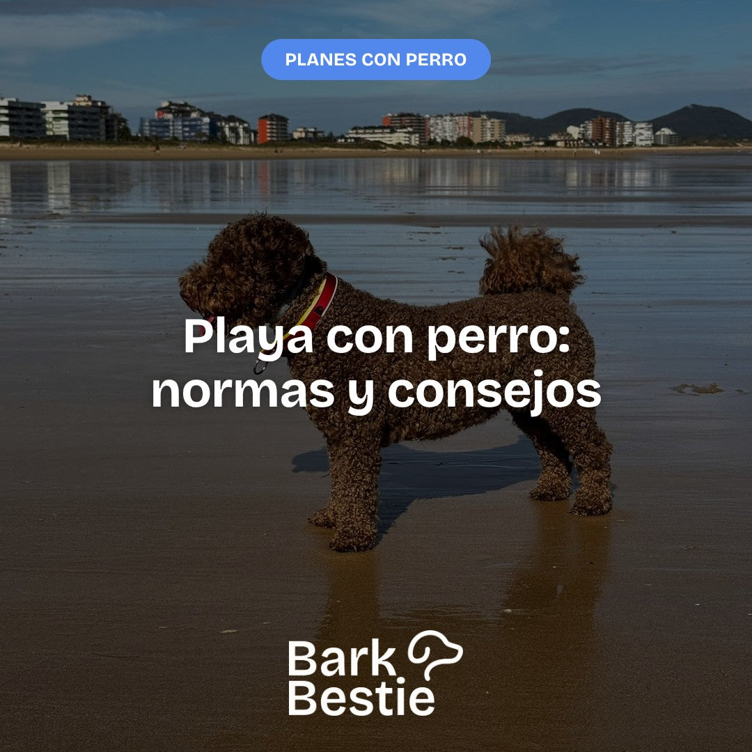 Brownie, un lagotto, en la playa. Playa con perro: normas y consejos