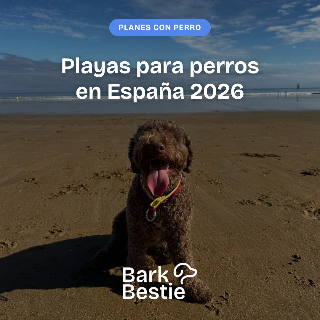 Brownie, un lagotto, sentado en la playa: playas para perros en España, Bark Bestie