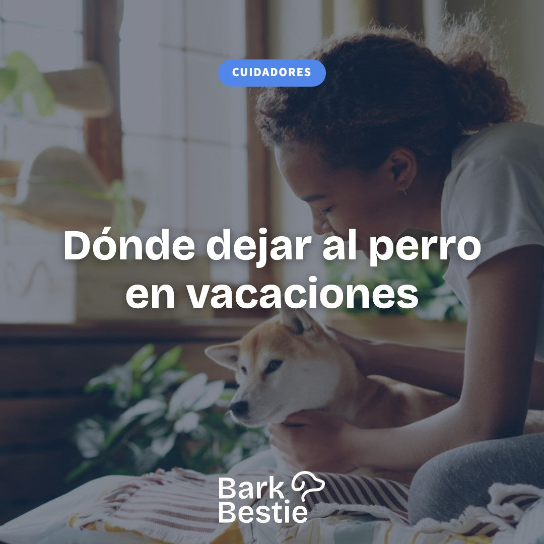 Dónde dejar al perro en vacaciones: residencia, cuidador o guardería