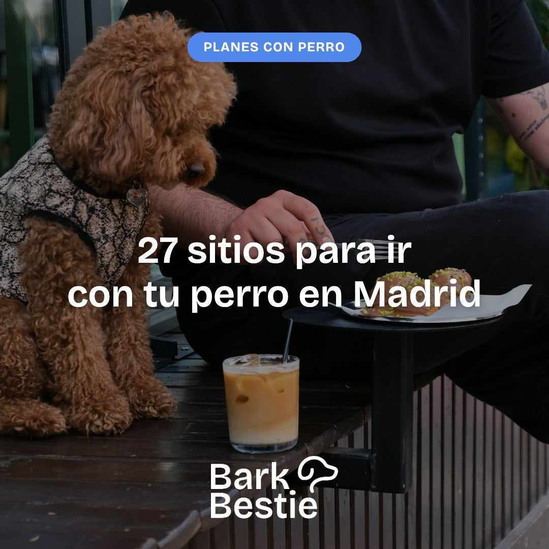 Perro en una terraza de Madrid junto a su dueño: 27 sitios para ir con tu perro en Madrid, Bark Bestie