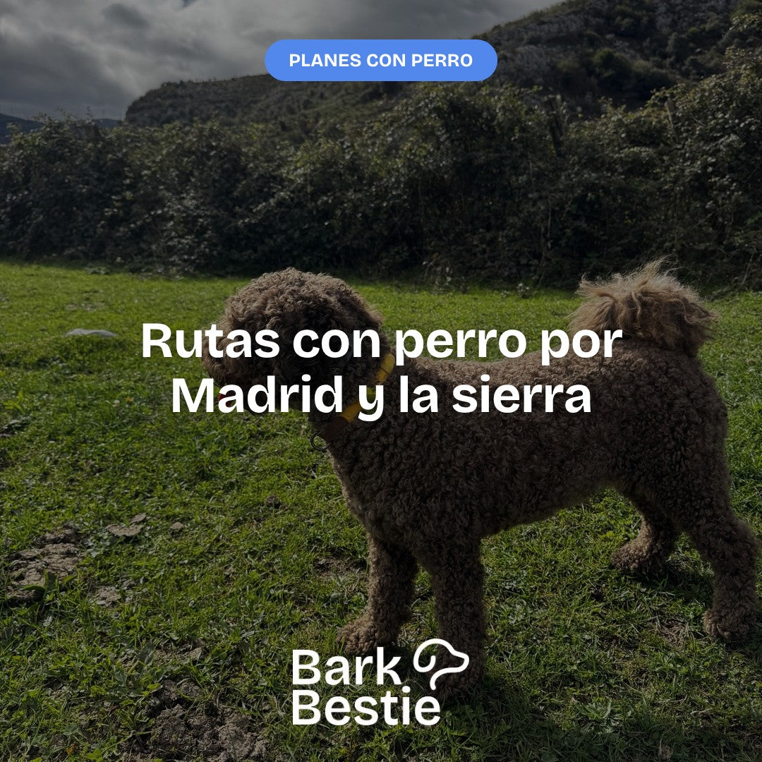 Brownie, un lagotto, en un prado. Rutas con perro por Madrid y la sierra
