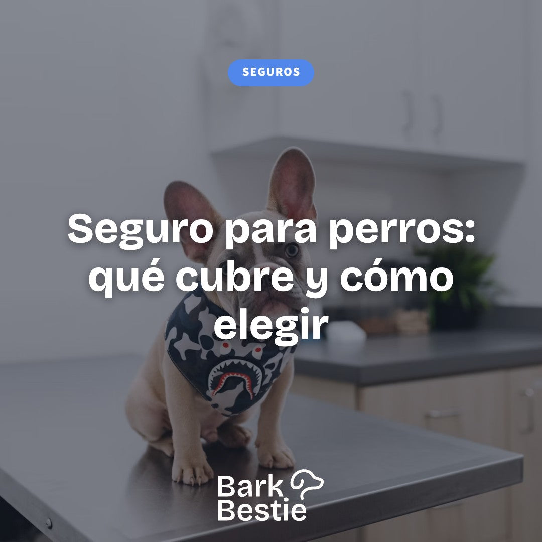 Seguro para perros: qué cubre y cómo elegir