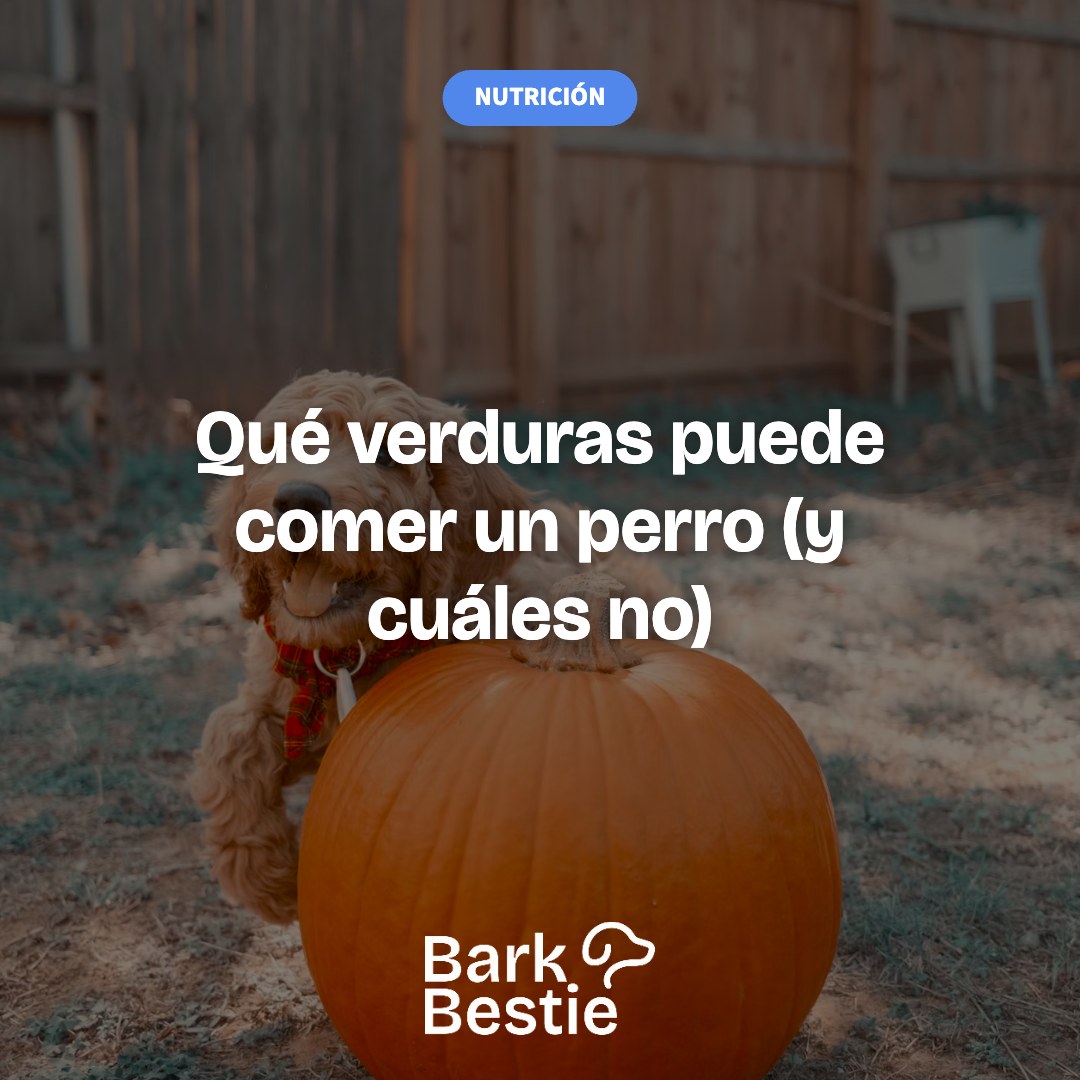 Qué verduras puede comer un perro (y cuáles no)