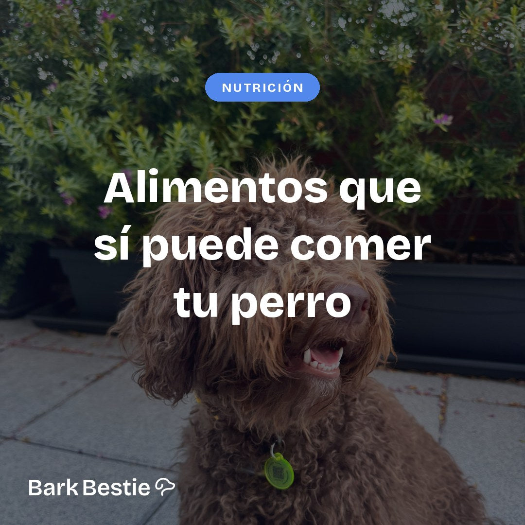 Perro rizado marrón con chapa QR y el título Alimentos que sí puede comer tu perro