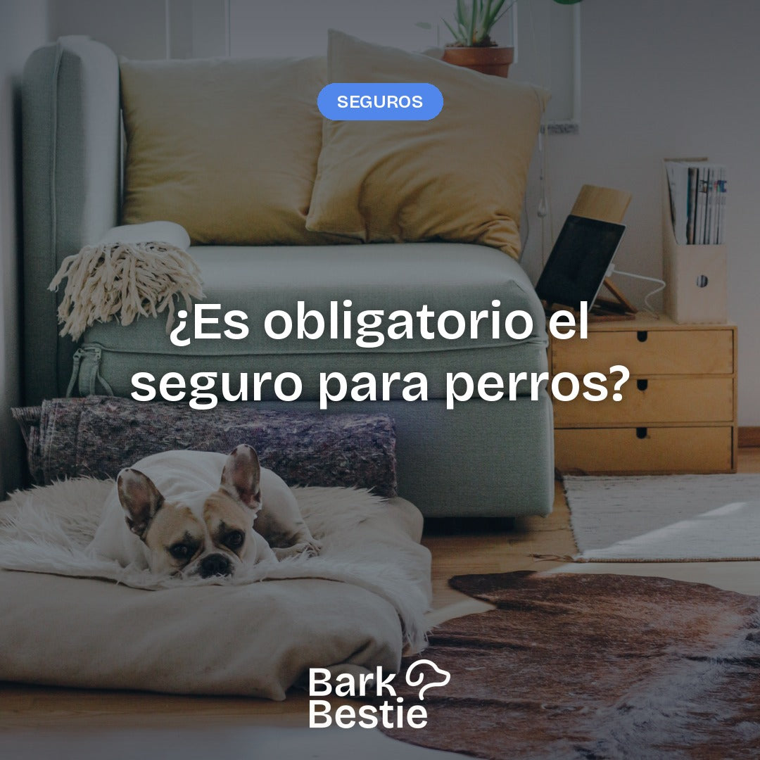 Bulldog francés descansando en un salón, con el título ¿Es obligatorio el seguro para perros? y el logo de Bark Bestie