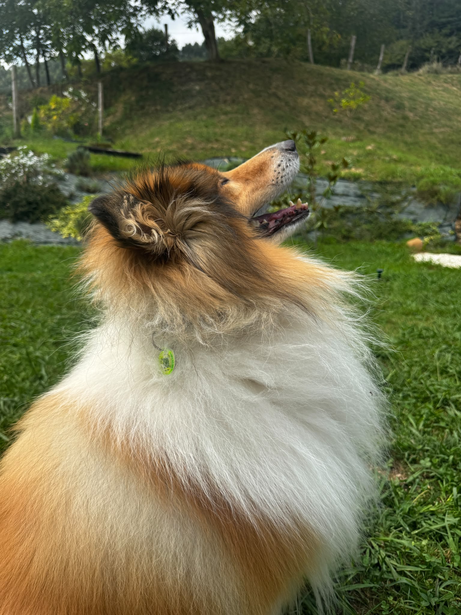 Collie de pelo largo mirando hacia arriba en un jardín, con la chapa QR de Bark Bestie en verde colgada del collar