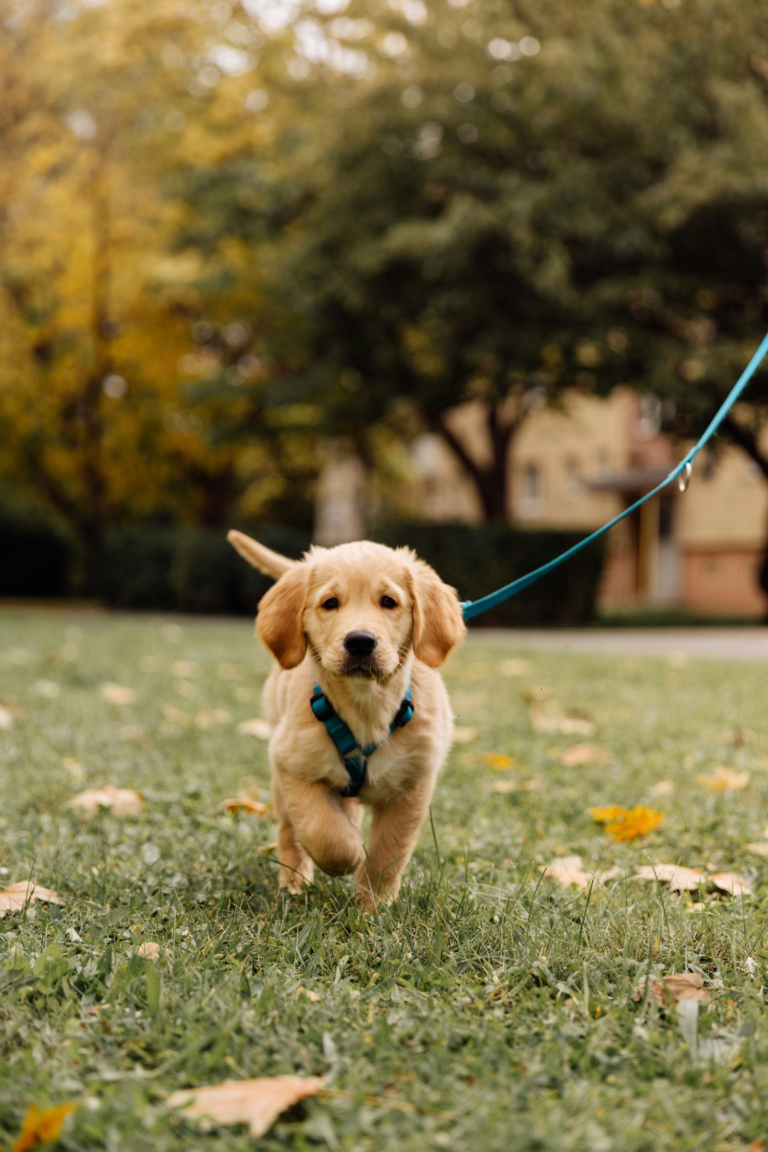 Cachorro de golden retriever corriendo con su correa y su arnés
