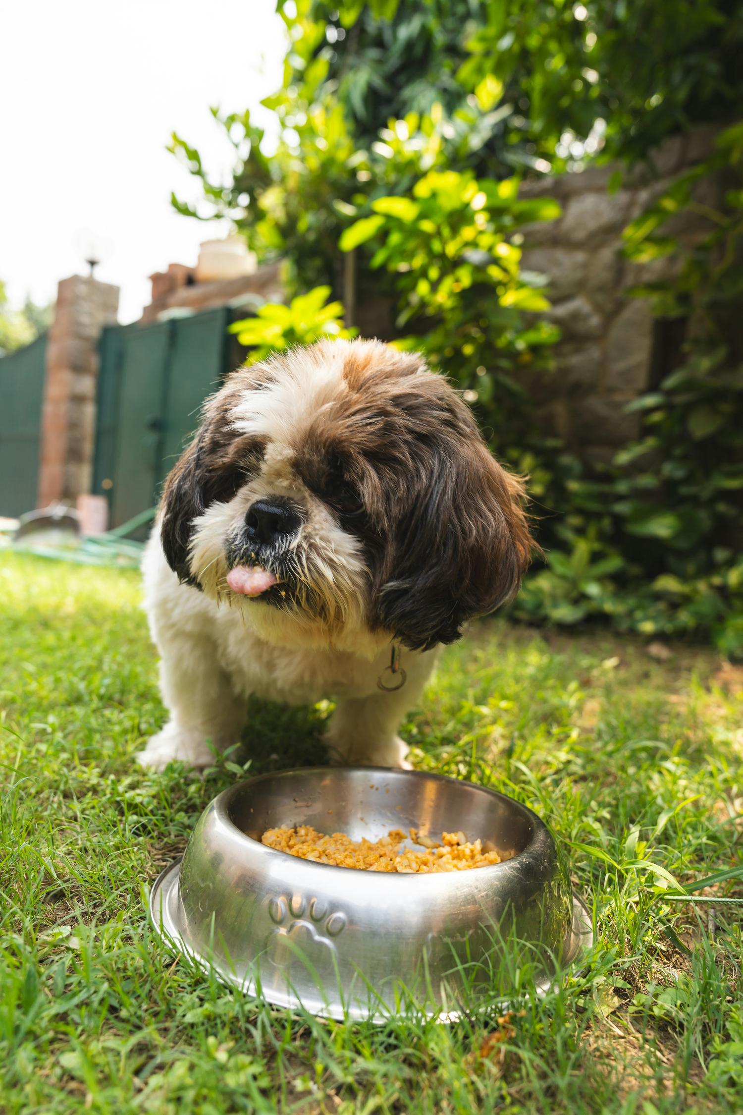 Perro shih tzu junto a su comedero en el jardín