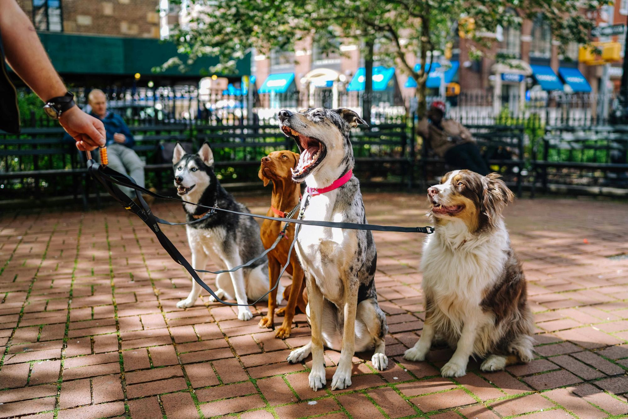 Cuatro perros de distintas razas sentados con sus correas en un parque