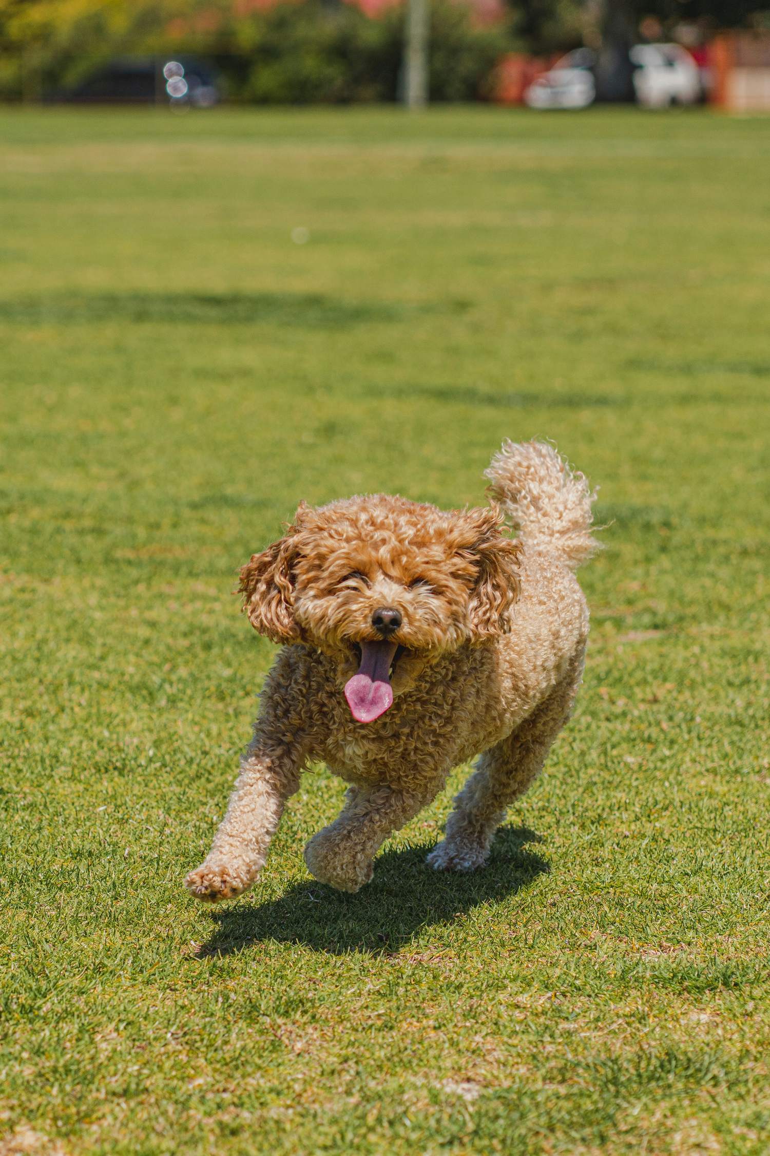 Perro de pelo rizado corriendo feliz por un parque