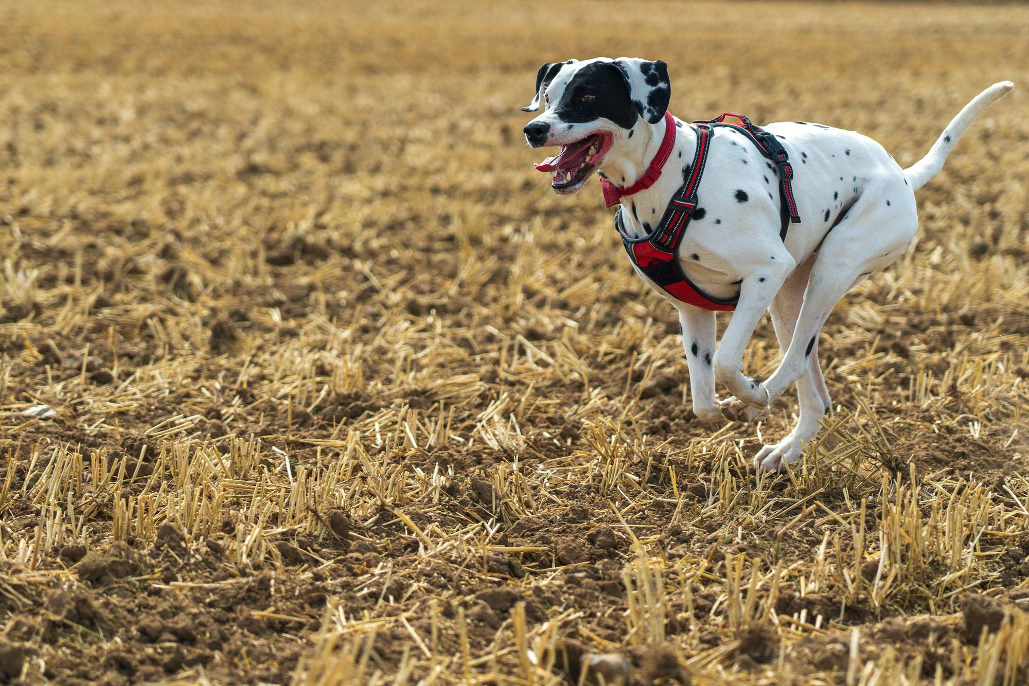Dálmata corriendo a toda velocidad por un campo