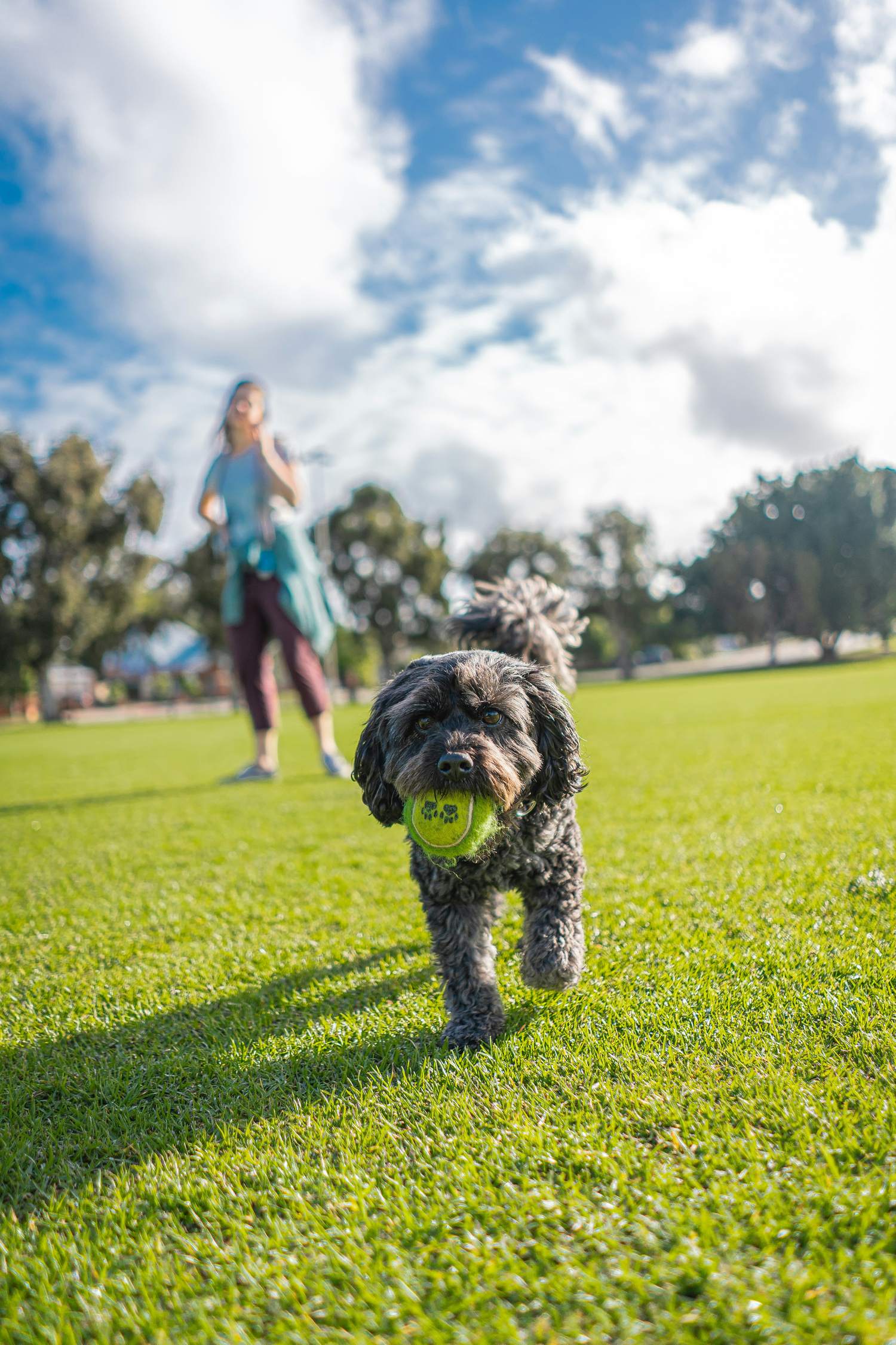 Perro con una pelota de tenis en la boca corriendo por el parque