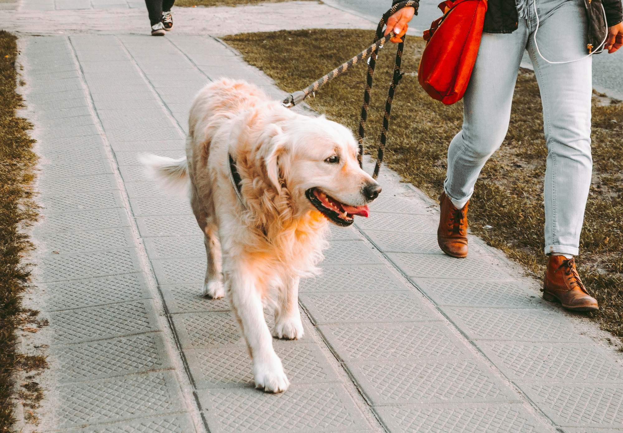 Golden retriever paseando por la acera junto a su dueña