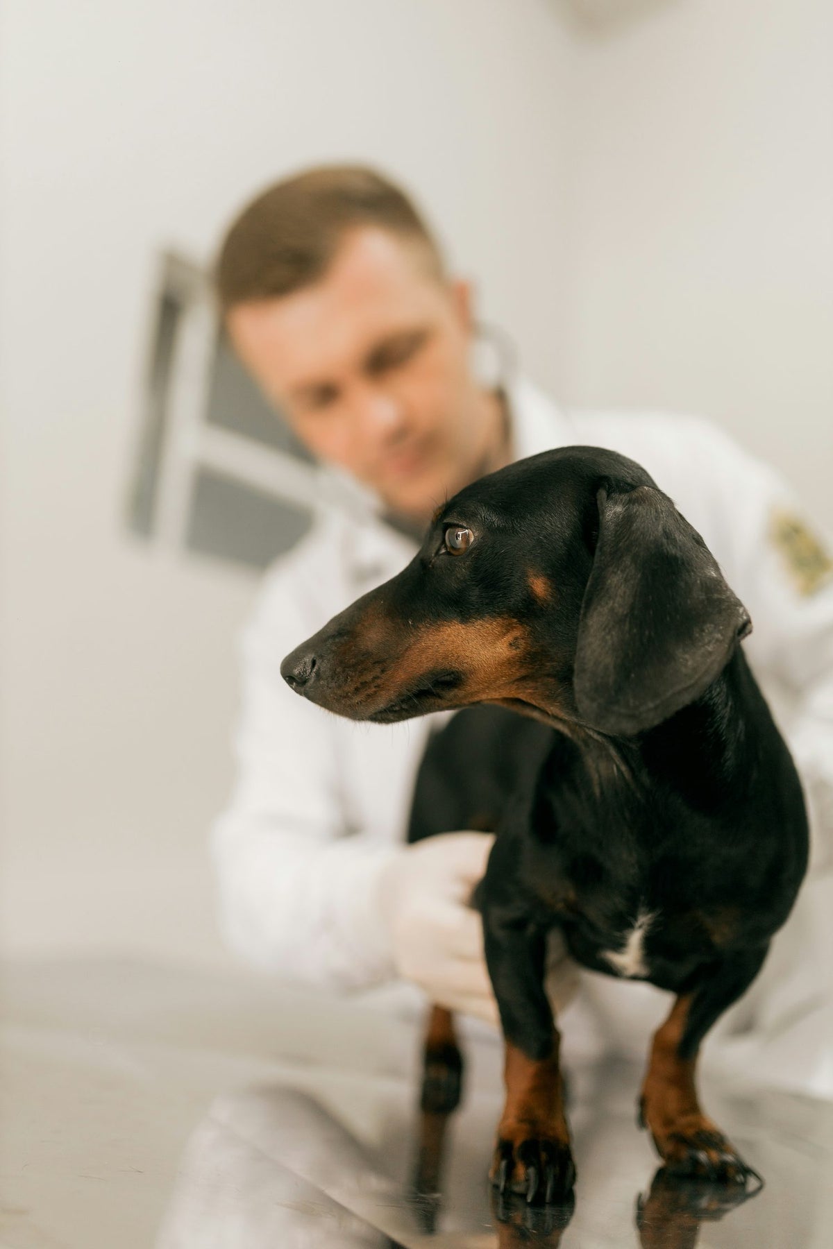 Microchip o chapa para perros: qué es obligatorio y qué necesitas de verdad