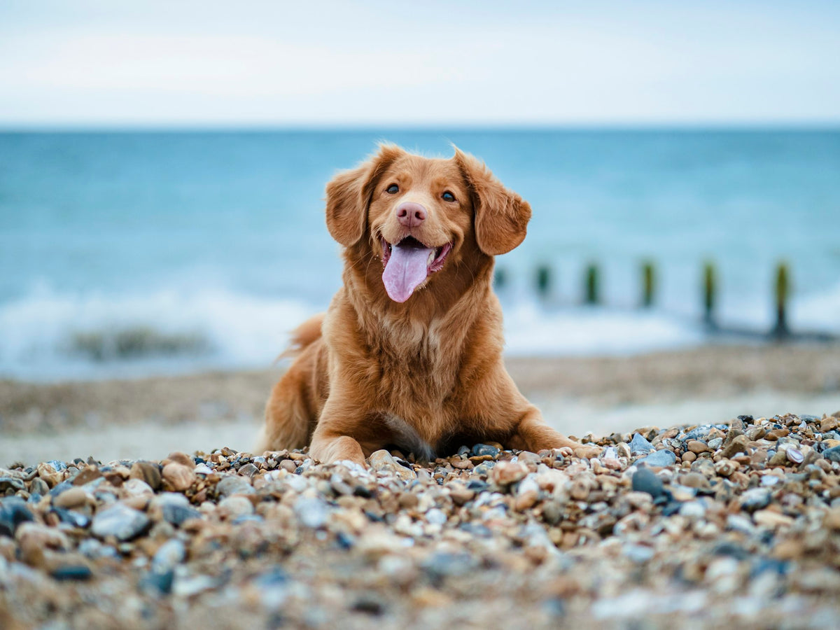 bringfido