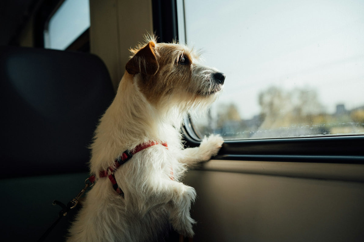 Perro mirando por la ventana de un tren