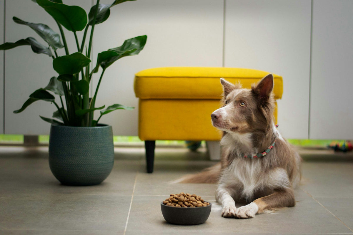 Perro sentado junto a su comida