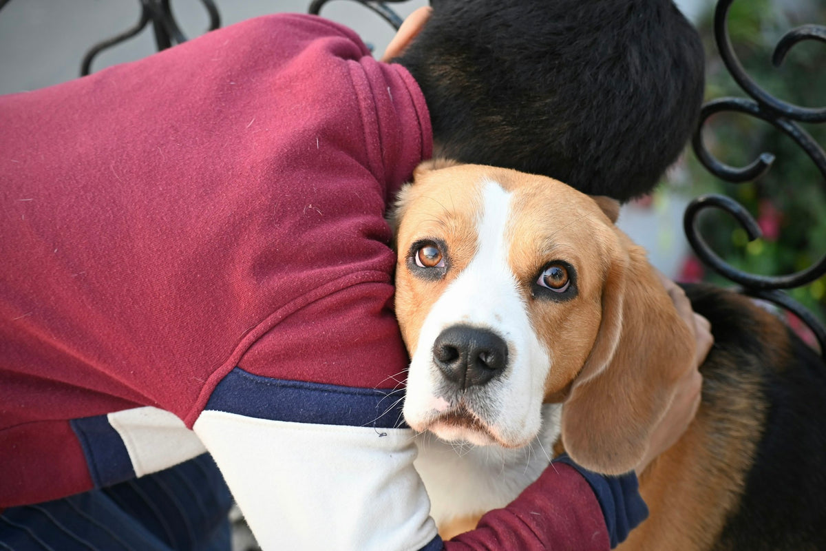 adoptar