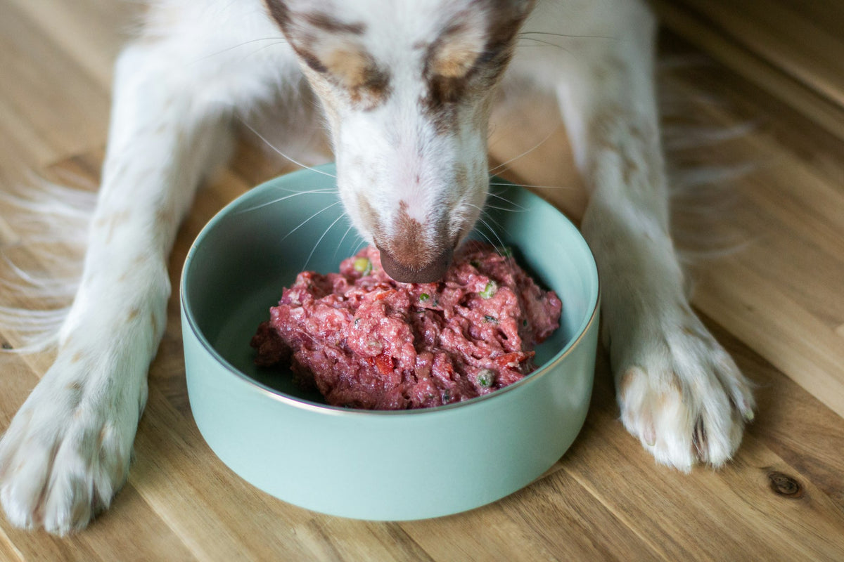 Perro come comida fresca de un cuenco