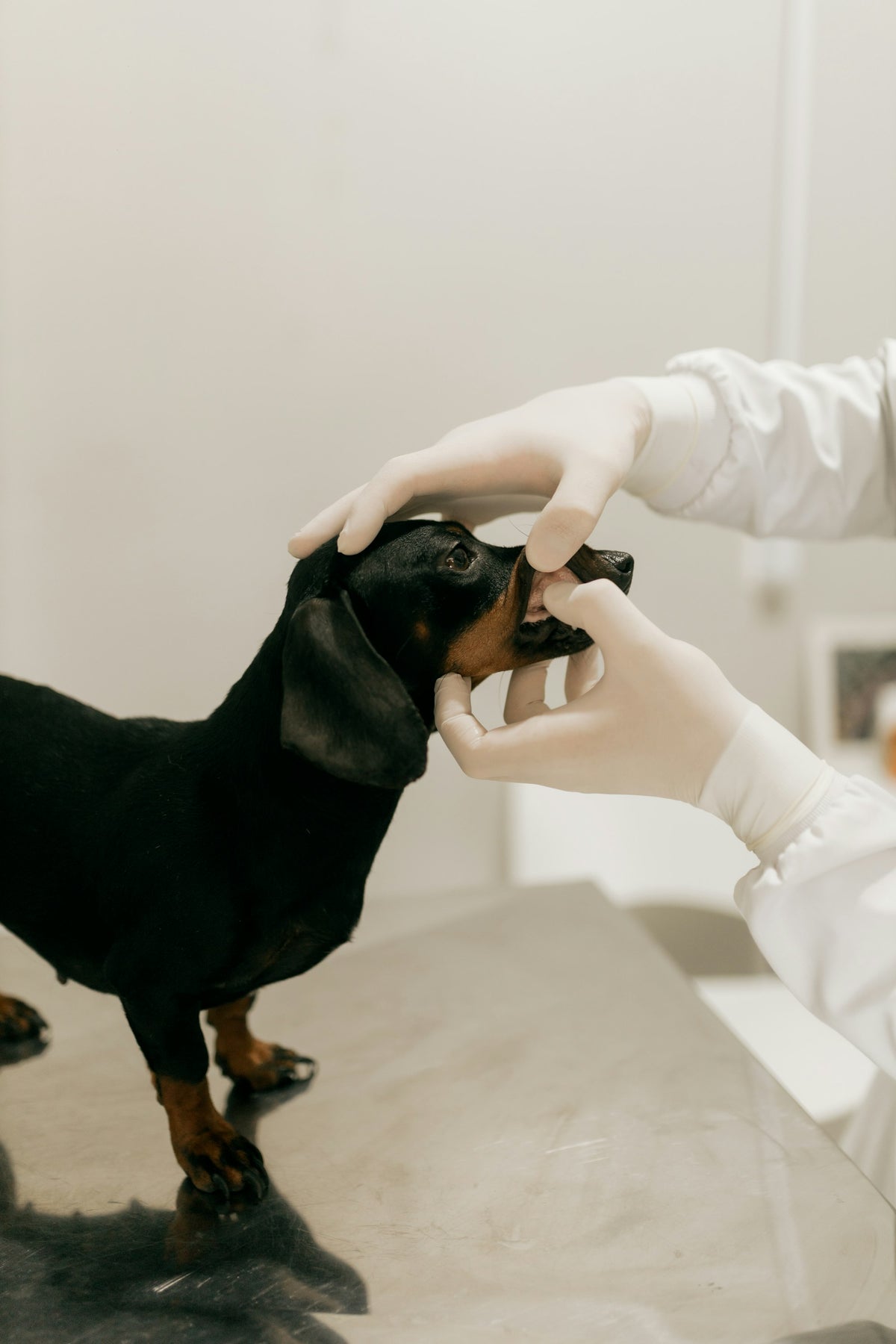 Veterinario revisa los dientes de un perro
